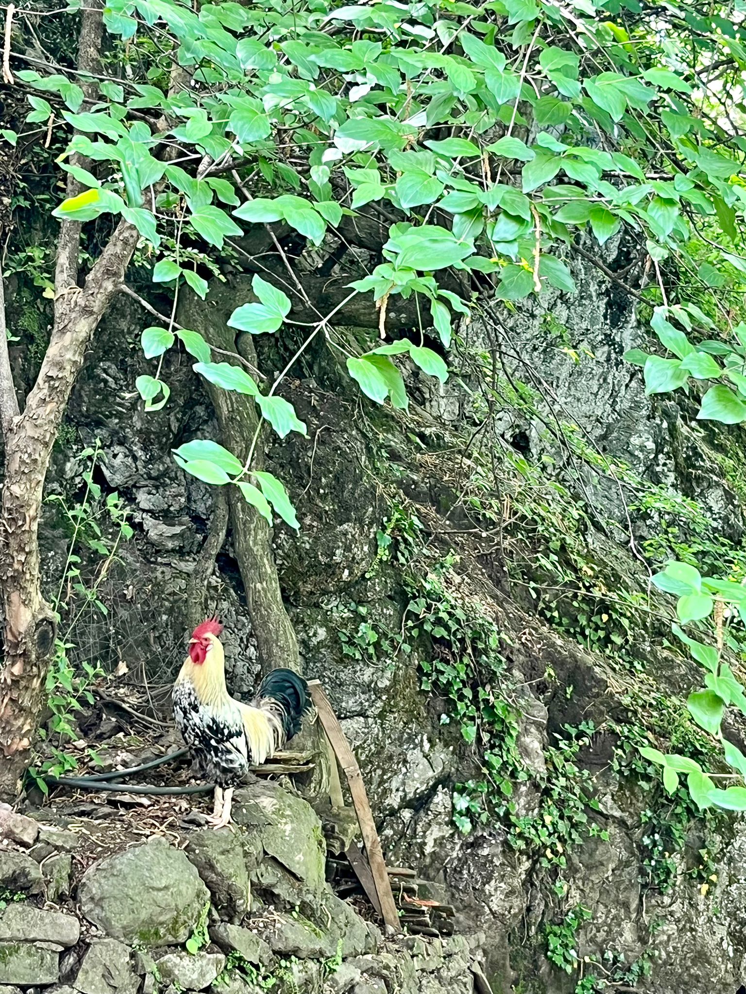 Bunter Hahn auf dem PasneserPark-Gelände in Albanien