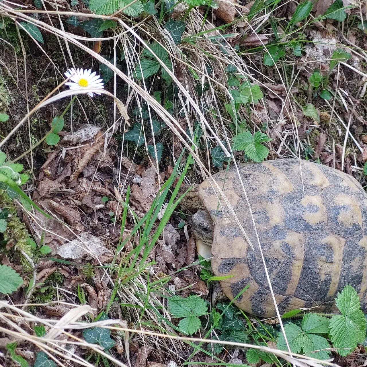 First land tortoise of 2026 at PasneserPark among the grass and a daisy