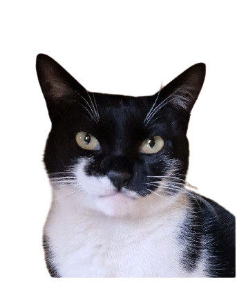 Besa - macja e PasneserPark glamping